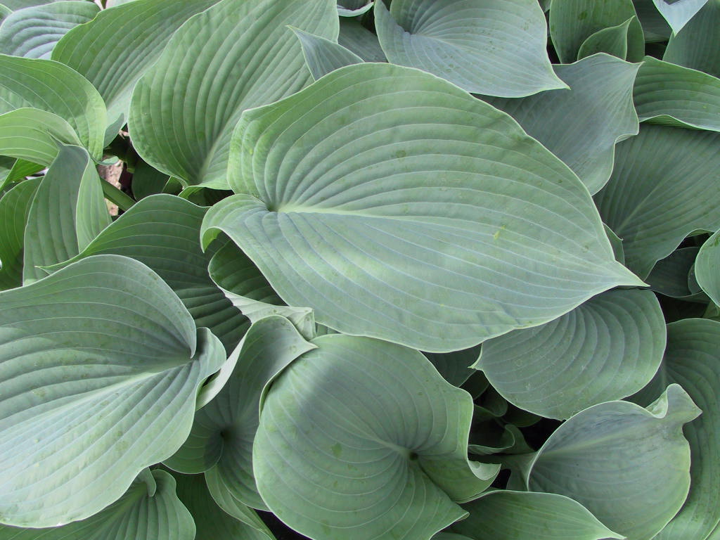 Hosta Hybride Blaues Boot 08.jpg